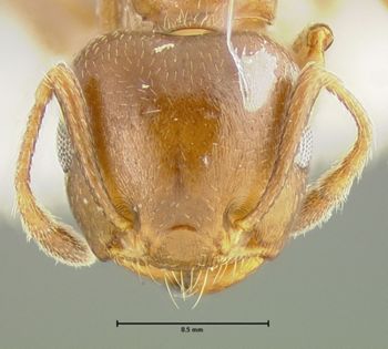 Media type: image; Entomology 26139   Aspect: head frontal view